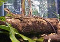 Eastern Water Dragon at the Wildlife Centre