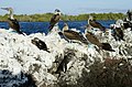 Isabela Island, Blue-footed Boobies and a Galápagos Penguin at Elizabeth Bay