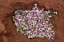 Flowers of E. sturtii carpet the desert