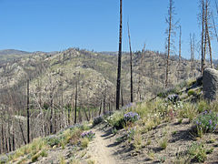 Burned area along Fisher Creek Trail, Idaho