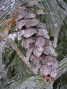 Detail of a pinecone covered in ice