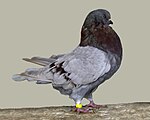 The Giant Runt, one of the largest pigeon breeds