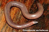 Grandisonia sechellensis