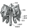 篩骨的後視圖。