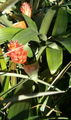 Guzmania osyana.