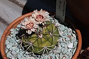 Gymnocalycium pflanzii