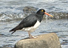 Huîtrier de Garnot (Haematopus leucopodus)