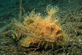 Antennarius striatus (Antennariidae).