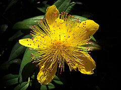 Hypericum calycinum, one of the many flowering plants at the zoo.