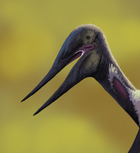 Life reconstruction of Inabtanin alarabia