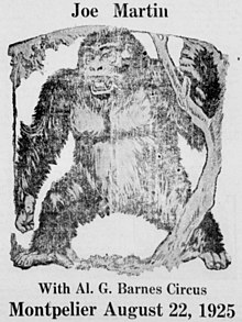 Newspaper reprint of watercolor lithographic of wild-eyed gorilla with open mouth showing teeth