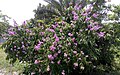 Flowering small tree (Narsingdi, Bangladesh)