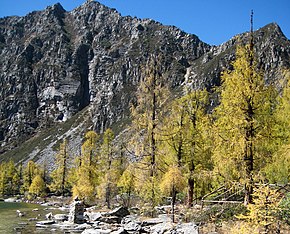 Осенний наряд лиственниц Потанина в живописном районе Хулухай (葫芦海), окрестности деревни Данлин (党岭村), уезд Ронгджаг