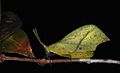 leaf grasshopper from Tapah Hills, Perak