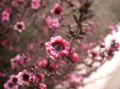 Тонкосемянник мётловидный (Leptospermum scoparium)