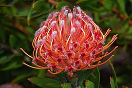 Leucospermum cultivar Edit