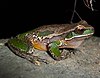 Davies' tree frog