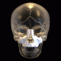 Skull. Maxilla shown in white.