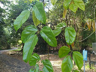 Foliage