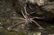 Dolomedes minor by Bryce McQuillan