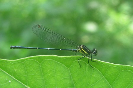 male (sub-adult)