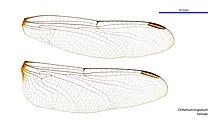 Female wings