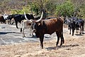 Oxen being watered