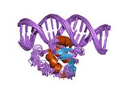 2stt: SOLUTION NMR STRUCTURE OF THE HUMAN ETS1/DNA COMPLEX, 25 STRUCTURES