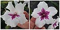 [Left] Normal Streptocarpus flower (zygomorphic), and [right] peloric Streptocarpus flower on the same plant.