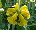 Phlomis fruticosa