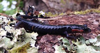 Plethodon jordani, red-cheeked salamander