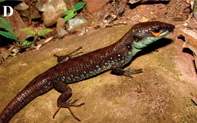 Potamites strangulatus