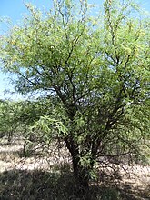 Prosopis flexuosa ou Algarrobo.