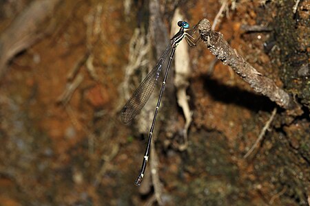 Female