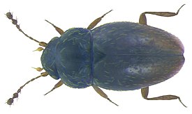 Ptenidium pusillum