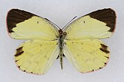 Adult female, dorsal view.