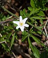 шумска саса, илити шумска бреберина (Anemone nemorosa)