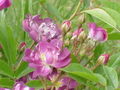 Rosa 'Veilchenblau'