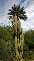 Adult plant at La Campana National Park