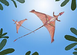 Reconstruction de Sharovipteryx par Dimitri Bogdanov.