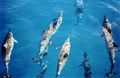 Image 18Spinner dolphins (from Micronesia)