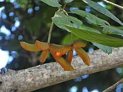 Two clusters of immature fruit