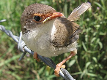 A Superb Fairy Wren perched on a fence.