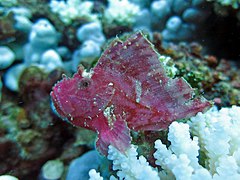 Un poisson-feuille (Taenianotus triacanthus)