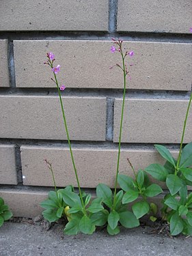 Talinum nascido em área urbana