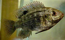 Vihertilapia (Tilapia sparrmanii)