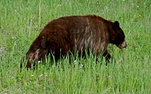 A photo of a bear walking in tall grass