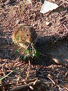 Topillo campesino comiendo un tallo tierno