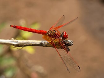 Une libellule (Trithemis kirbyi) en Namibie. (définition réelle 2 821 × 2 116)