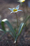 Tulipa polychroma